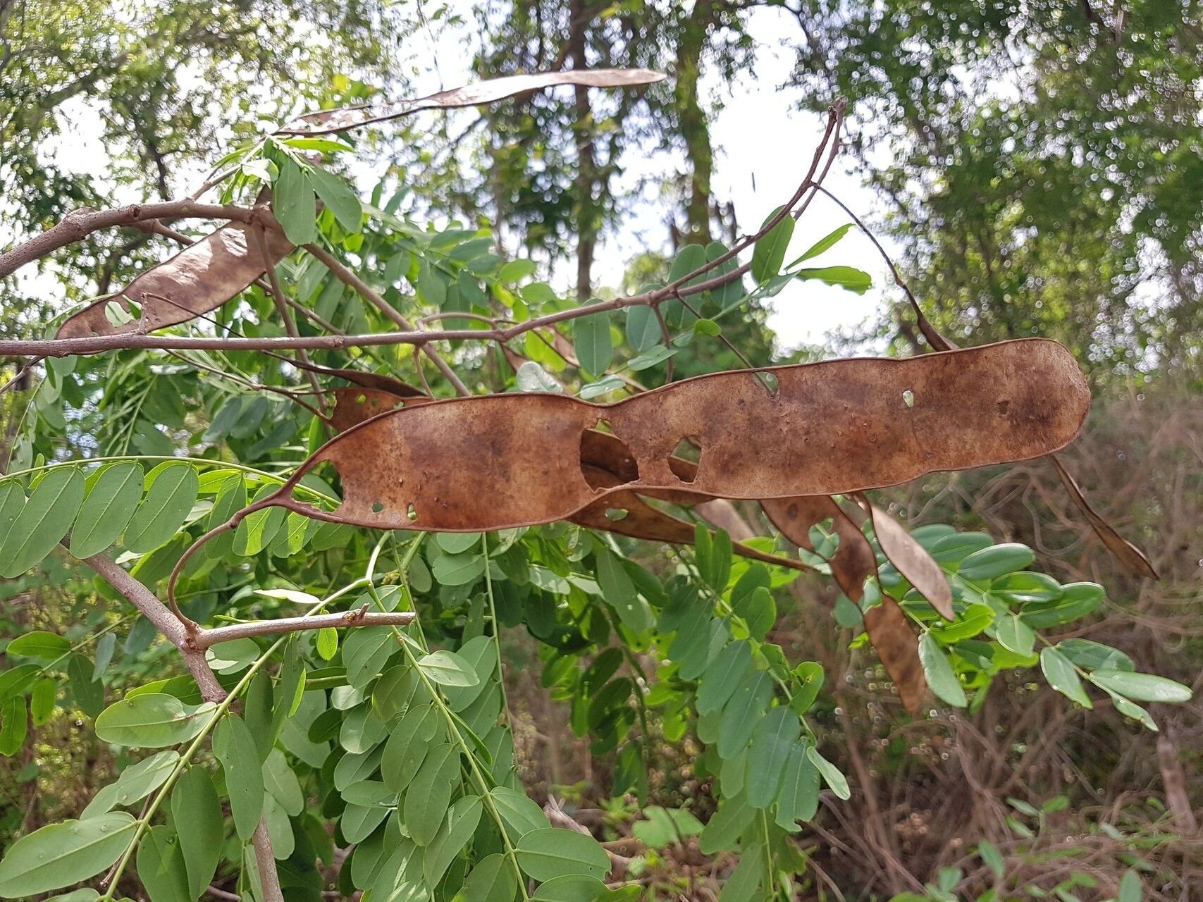 Albizia boivinii fruit