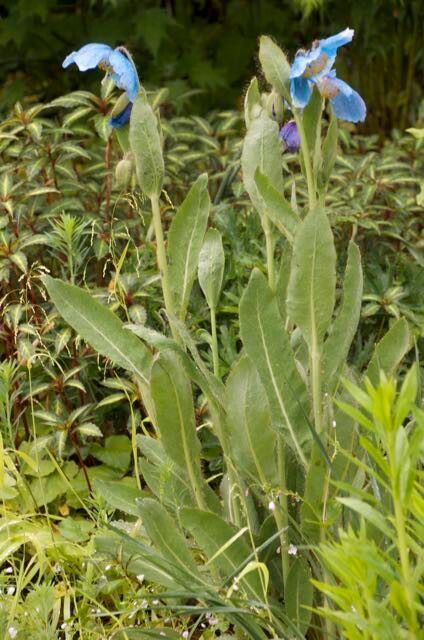 Meconopsis betonicifolia
