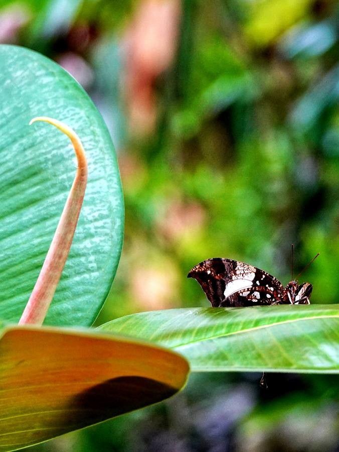 Eugenia brasiliensis leaf