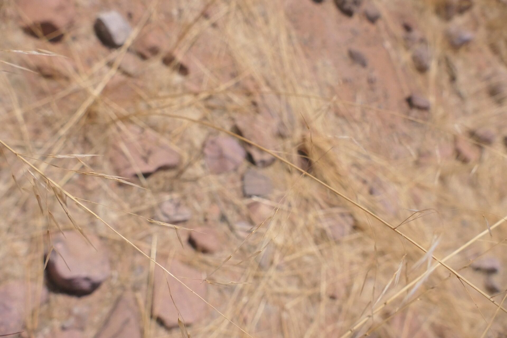 Stipagrostis uniplumis flower