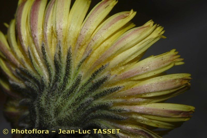 Pilosella billyana — related species from the same genus