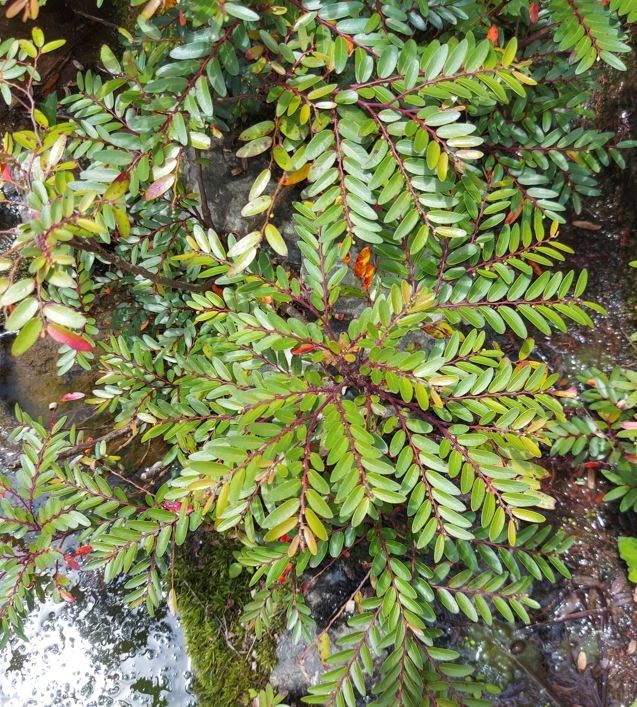 Phyllanthus bourgeoisii leaf