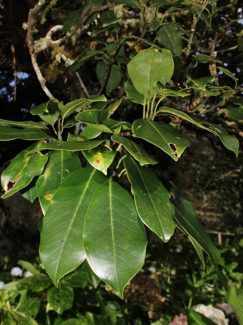 Magnolia poasana — search result for 'Magnolia'