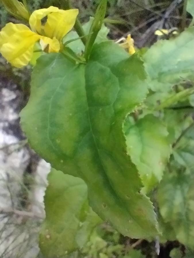 Goodenia ovata leaf
