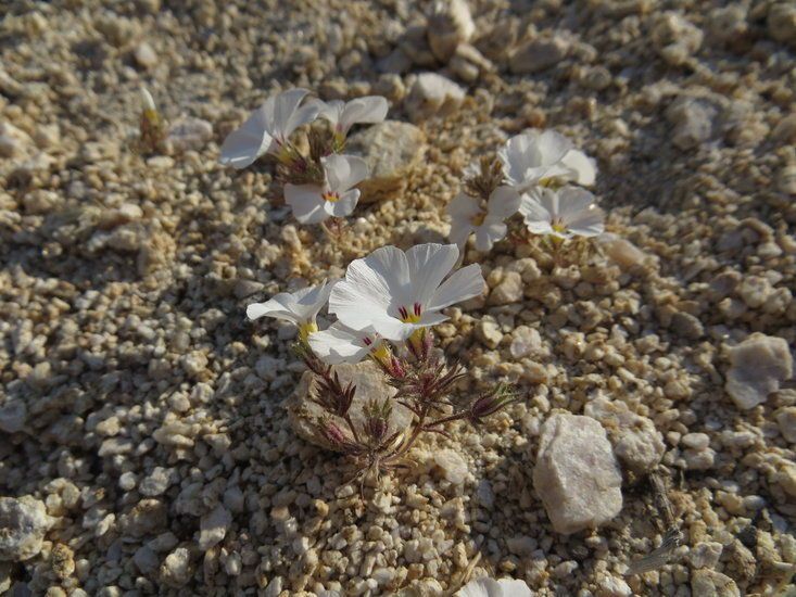 Linanthus concinnus habit