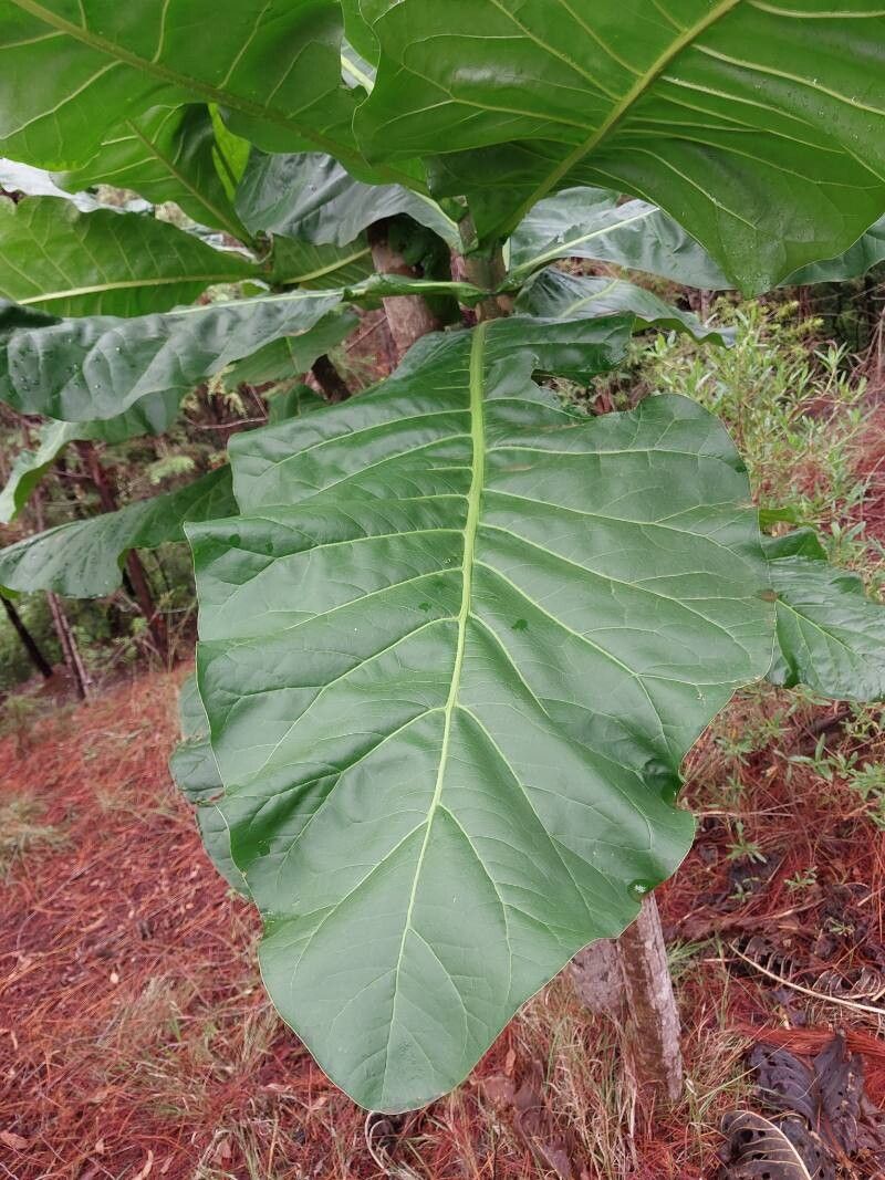 Anthocleista amplexicaulis — related species from the same genus