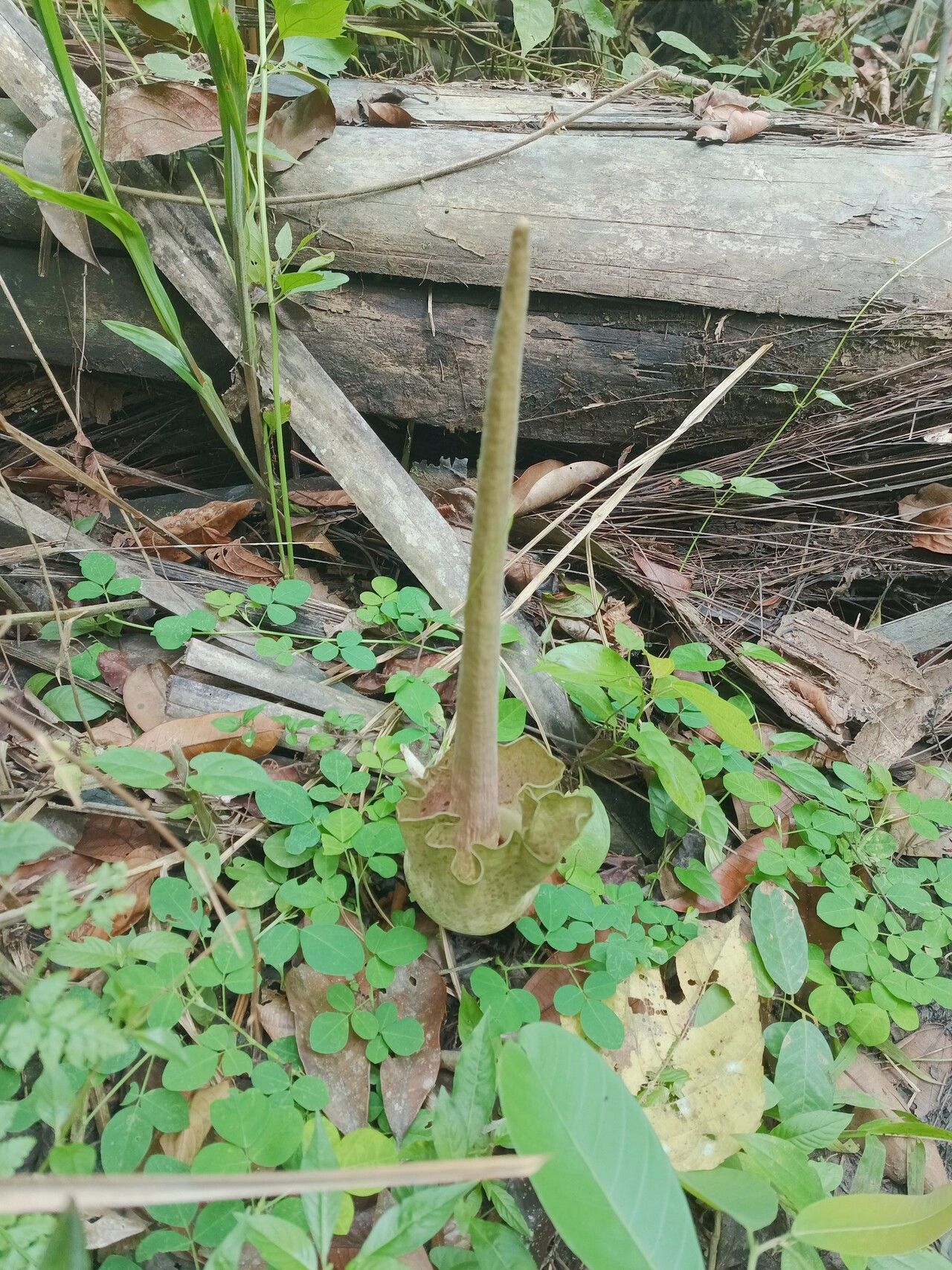 Amorphophallus zenkeri flower