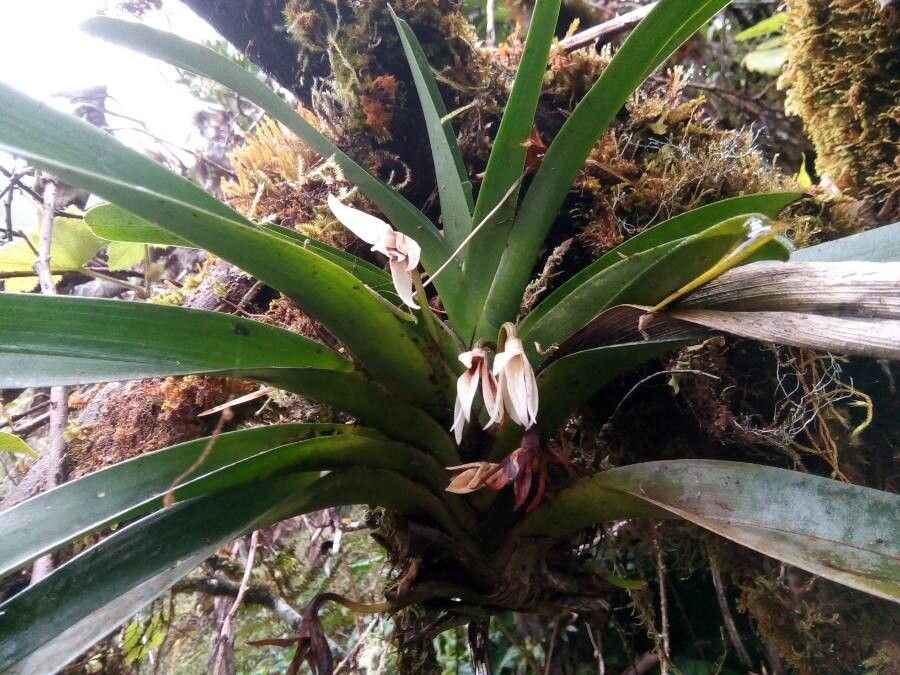 Jumellea triquetra flower