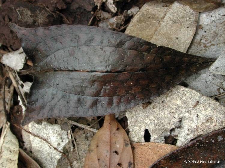 Pachyplectron arifolium bark