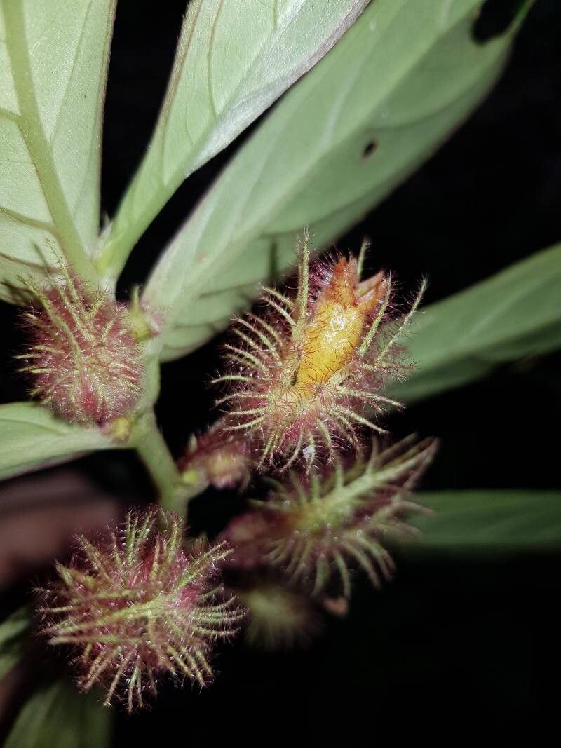 Columnea segregata flower