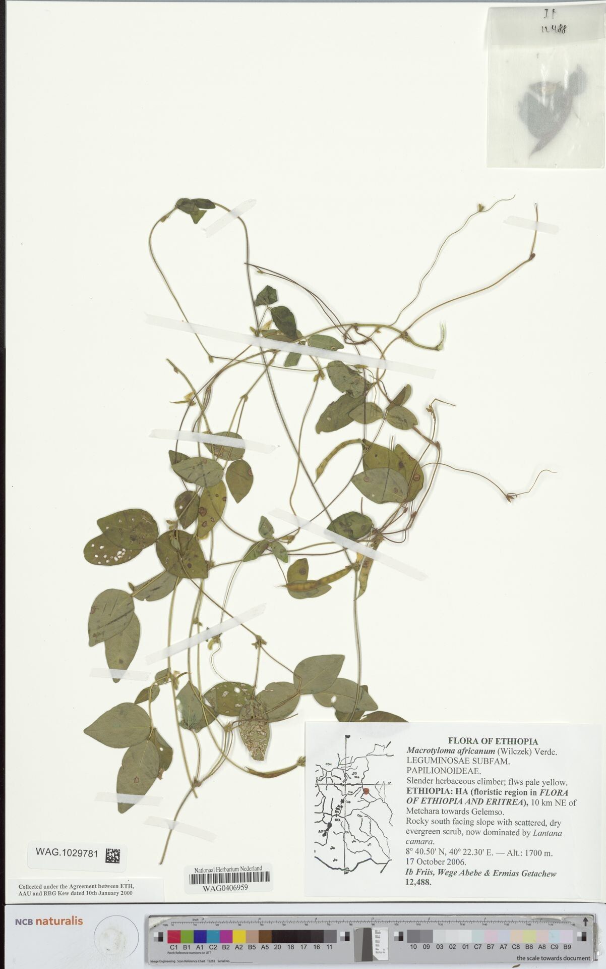 Macrotyloma africanum — related species from the same genus