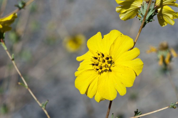 Calycadenia truncata — houseplant care guide