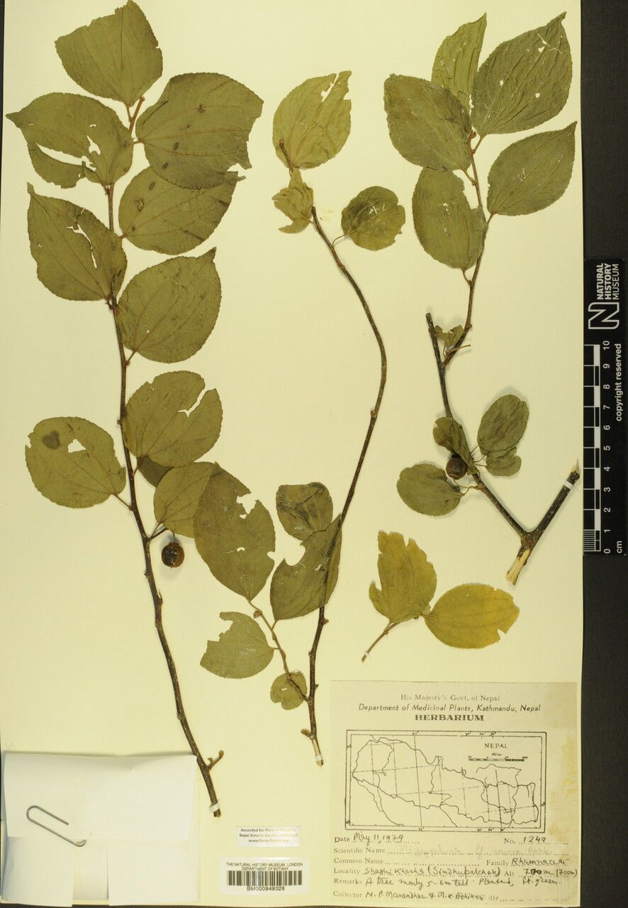 Ziziphus incurva other