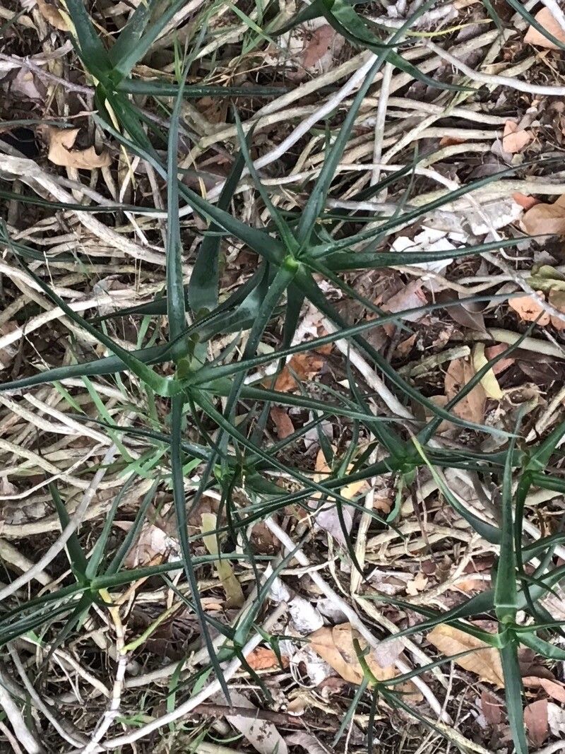 Aloiampelos tenuior — related species from the same genus