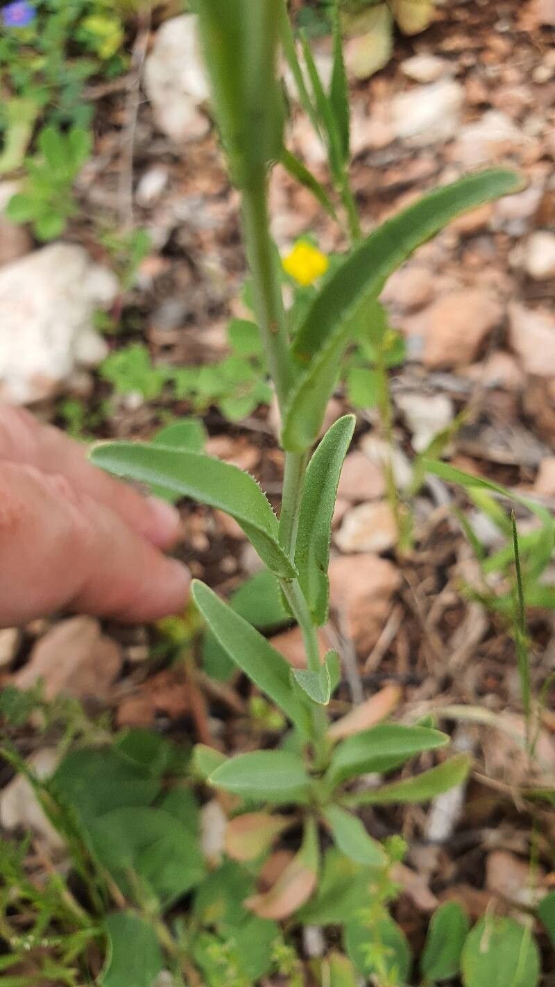 Iberodes linifolia leaf