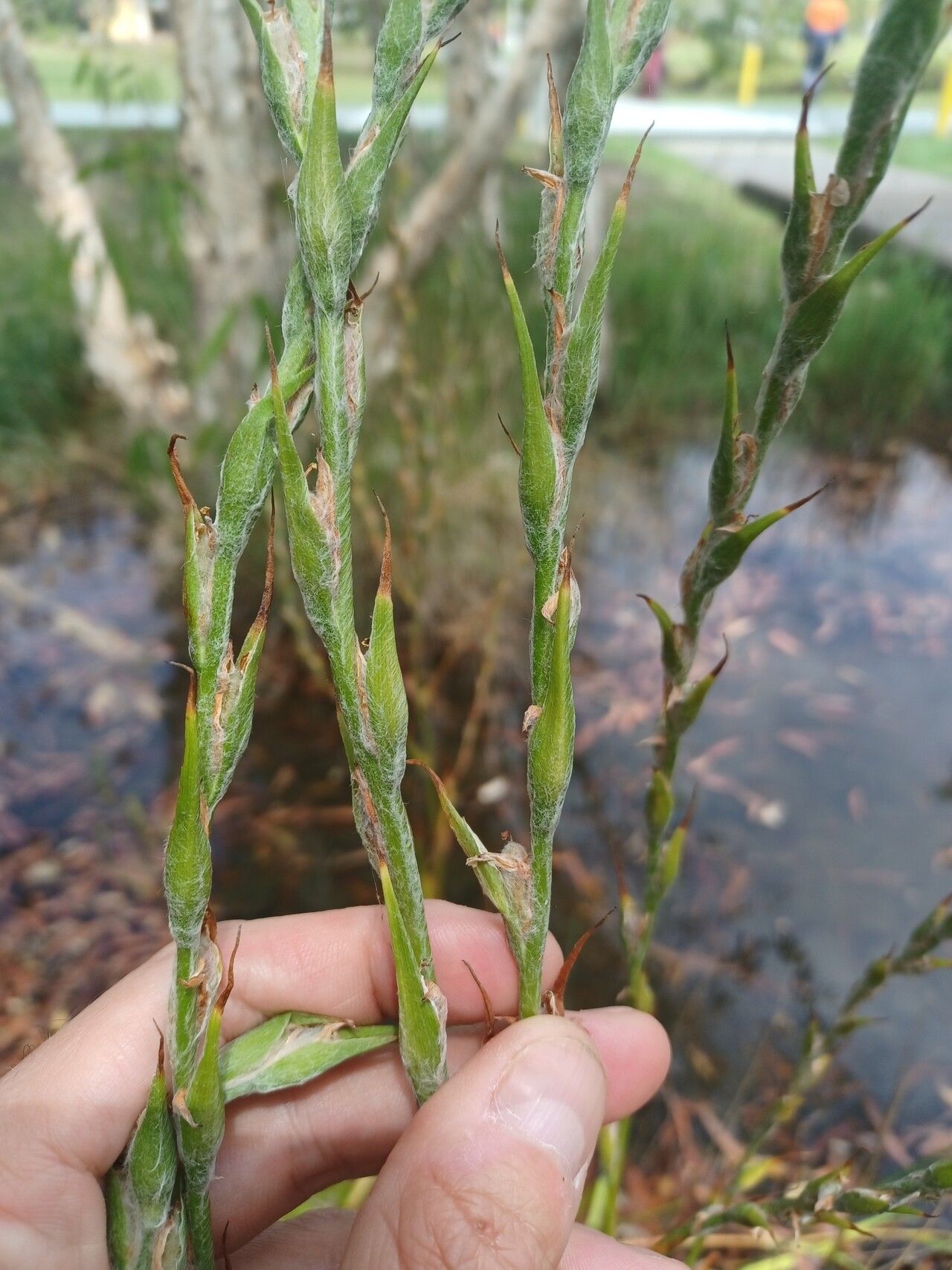 Philydrum lanuginosum fruit