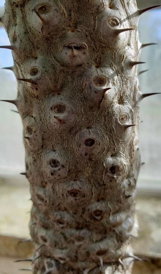 Euphorbia venenifica bark