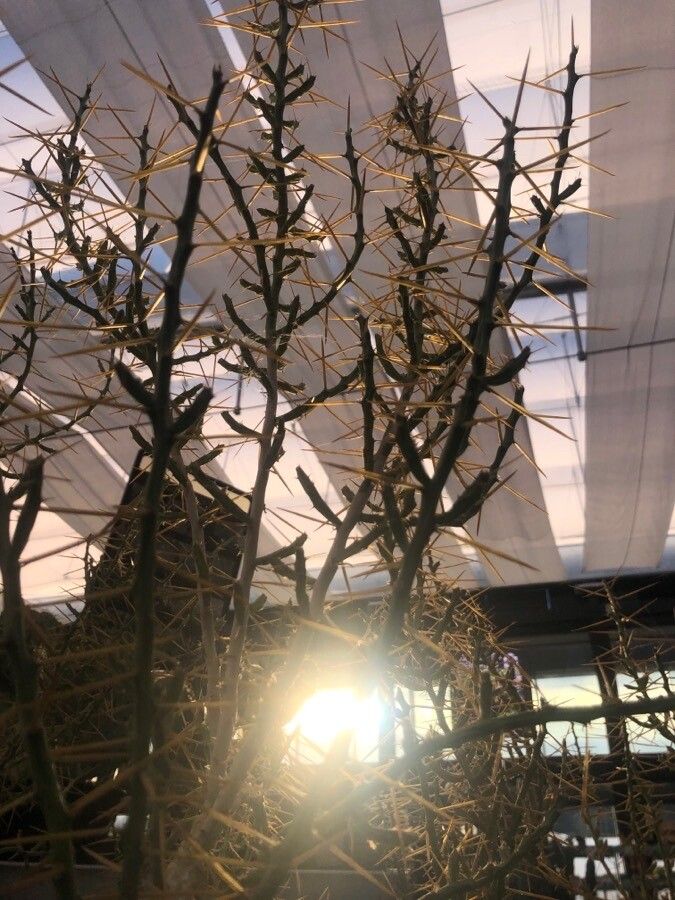 Cylindropuntia leptocaulis — houseplant care guide