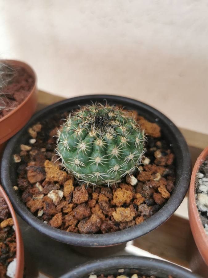 Parodia laui — search result for 'Parodia'