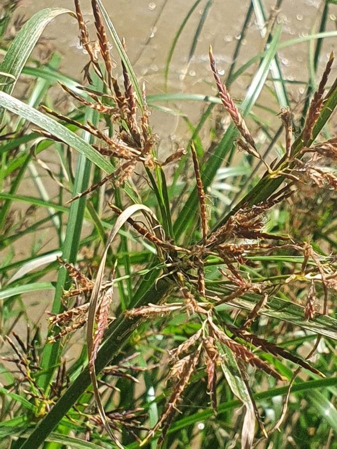 Cyperus schimperianus flower