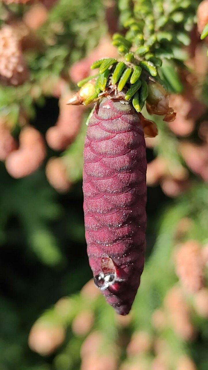 Picea orientalis fruit
