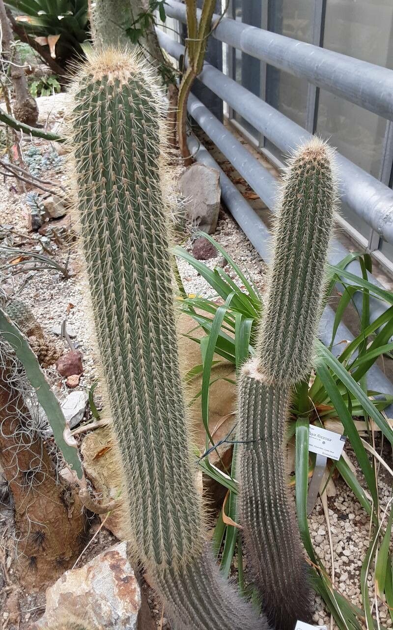 Cleistocactus tominensis — search result for 'Cleistocactus'