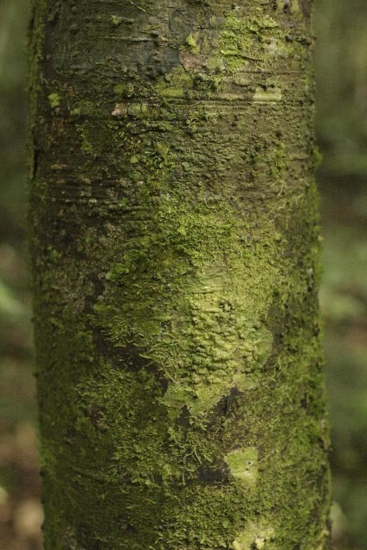 Aspidosperma marcgravianum bark