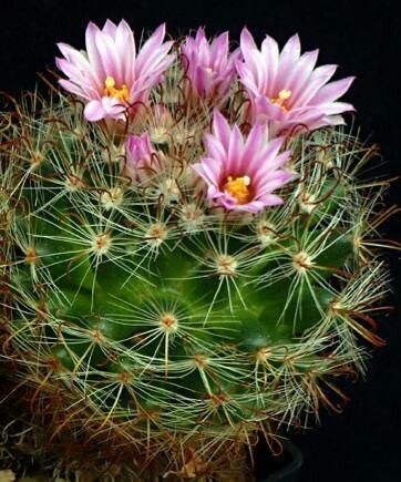 Mammillaria tepexicensis habit