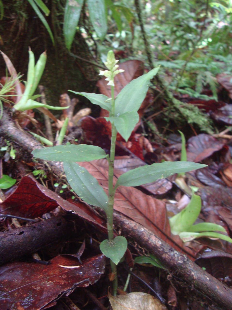 Platythelys querceticola habit