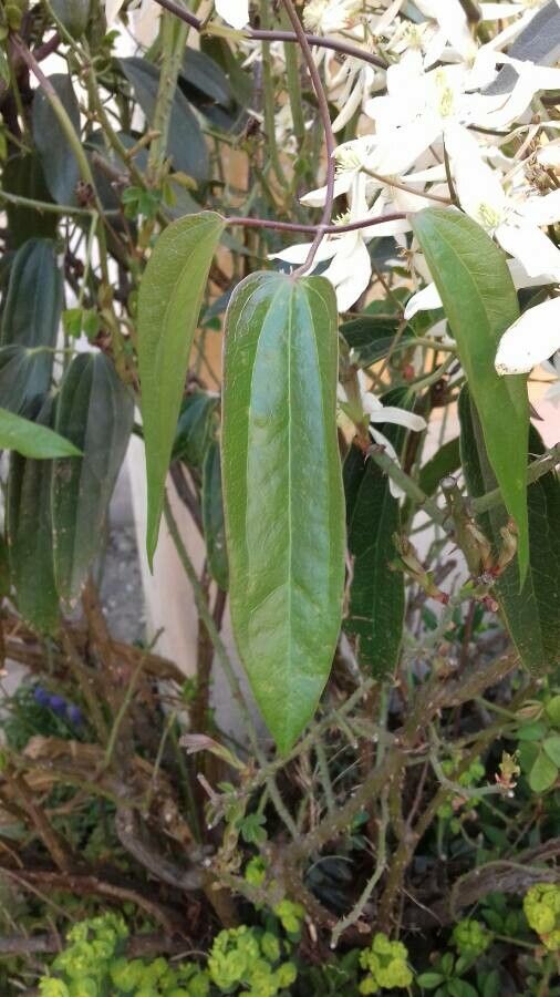 Clematis armandii leaf