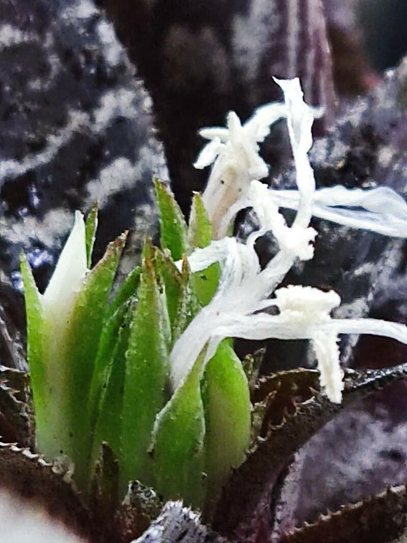 Cryptanthus fosterianus flower