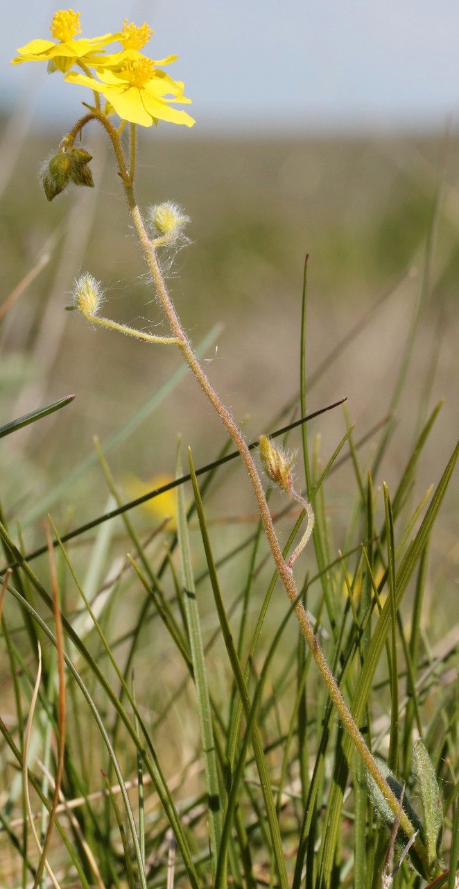 Helianthemum canum fruit