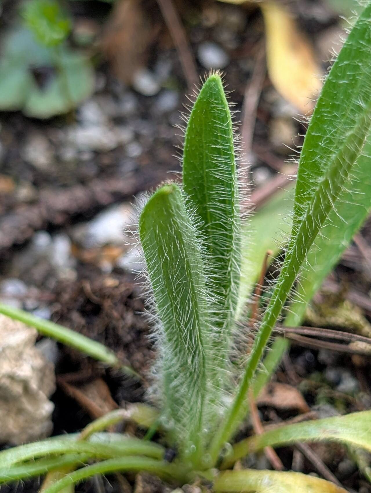 Meconopsis punicea — search result for 'Meconopsis'