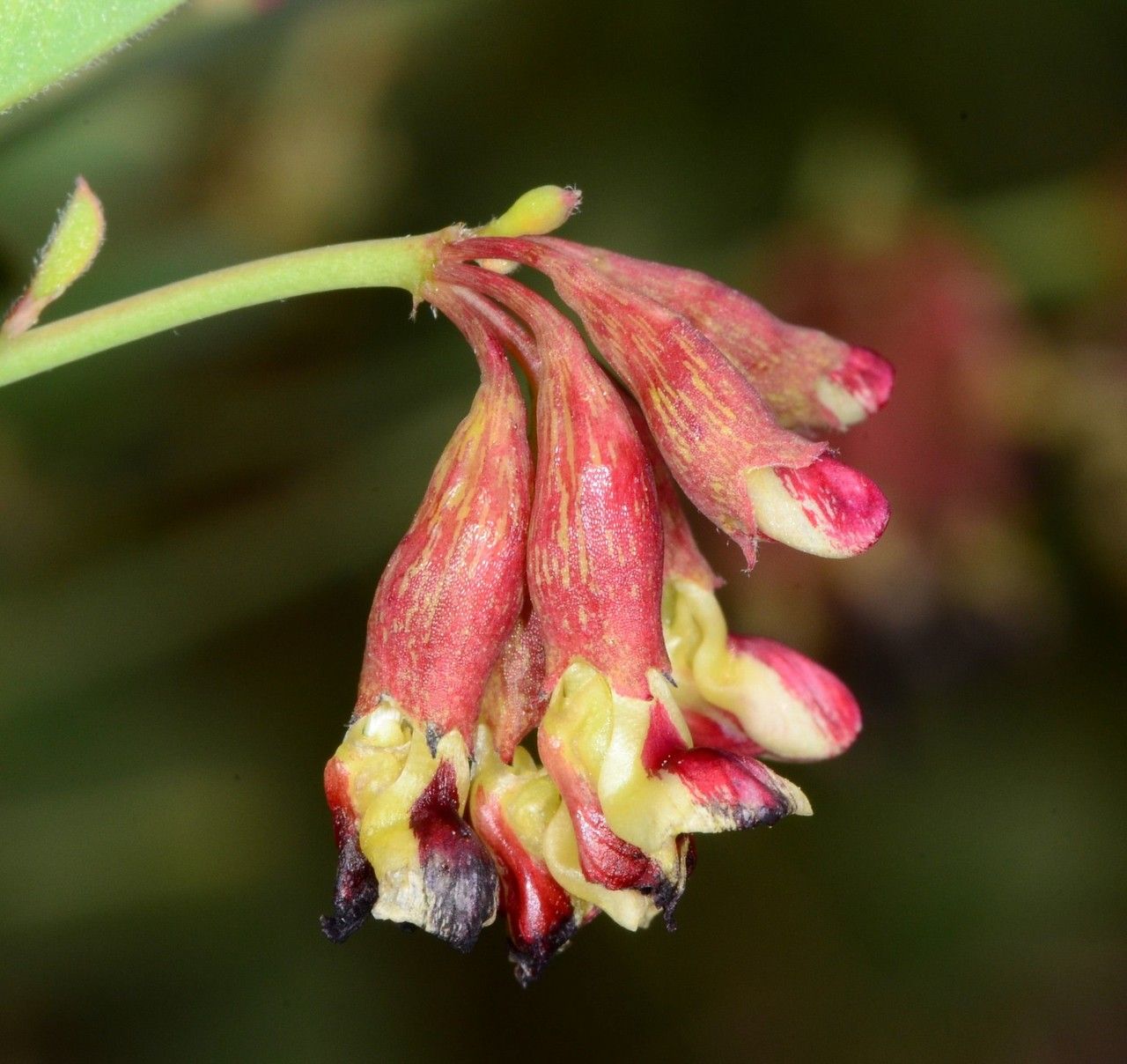 Hosackia crassifolia — search result for 'Lotus'