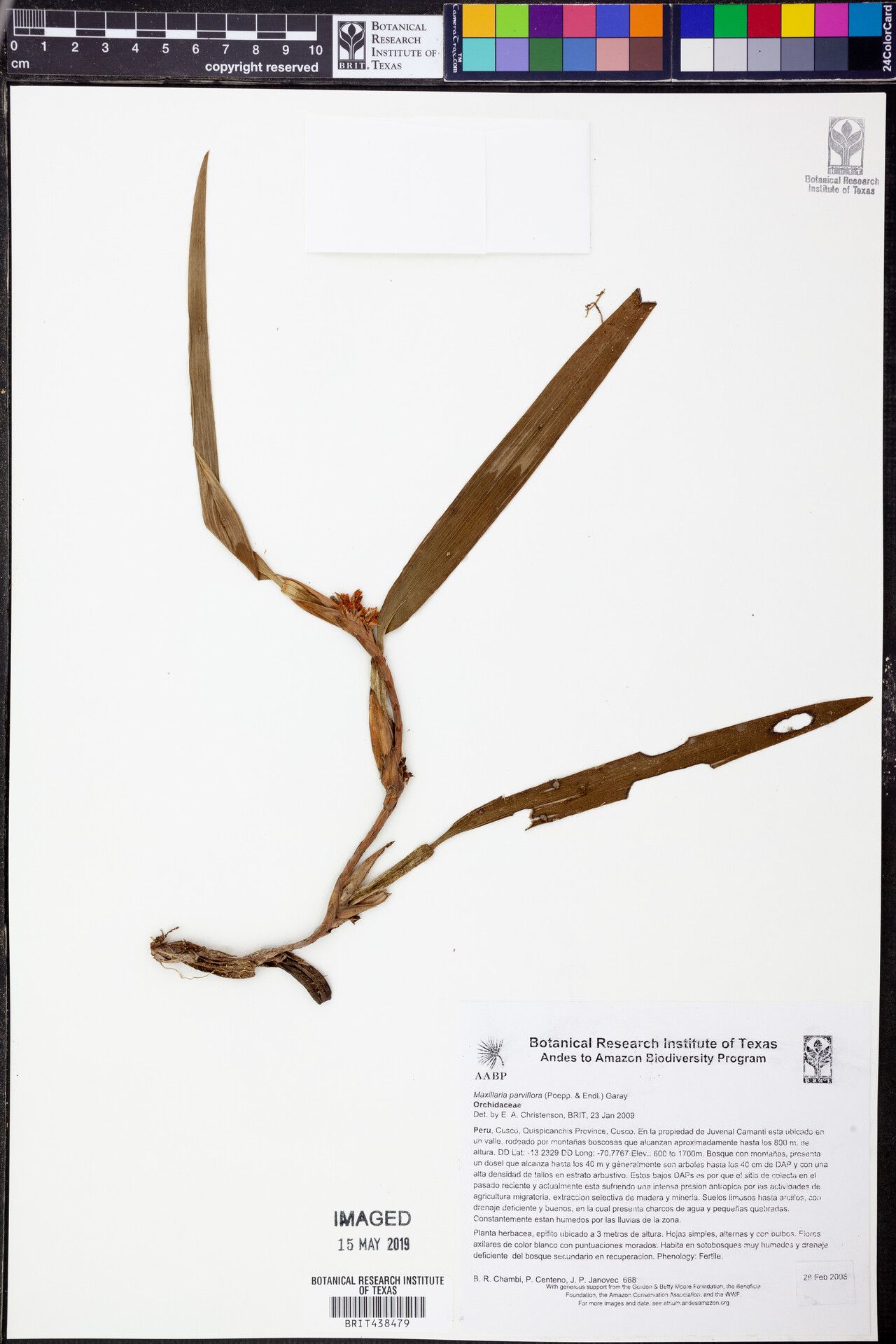 Maxillaria parviflora — houseplant care guide