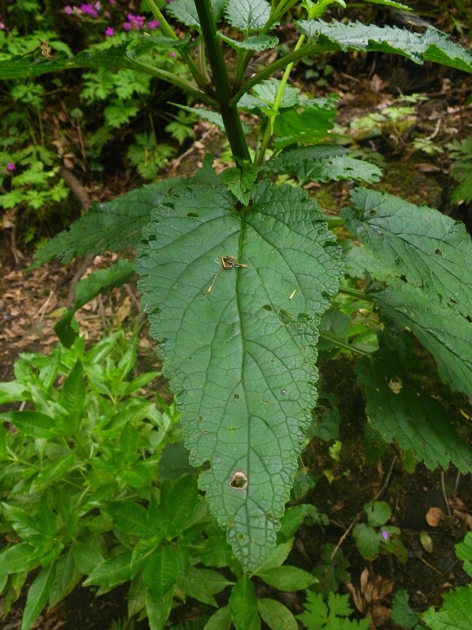 Scrophularia smithii habit