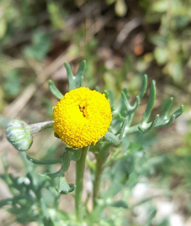 Hymenoxys robusta flower