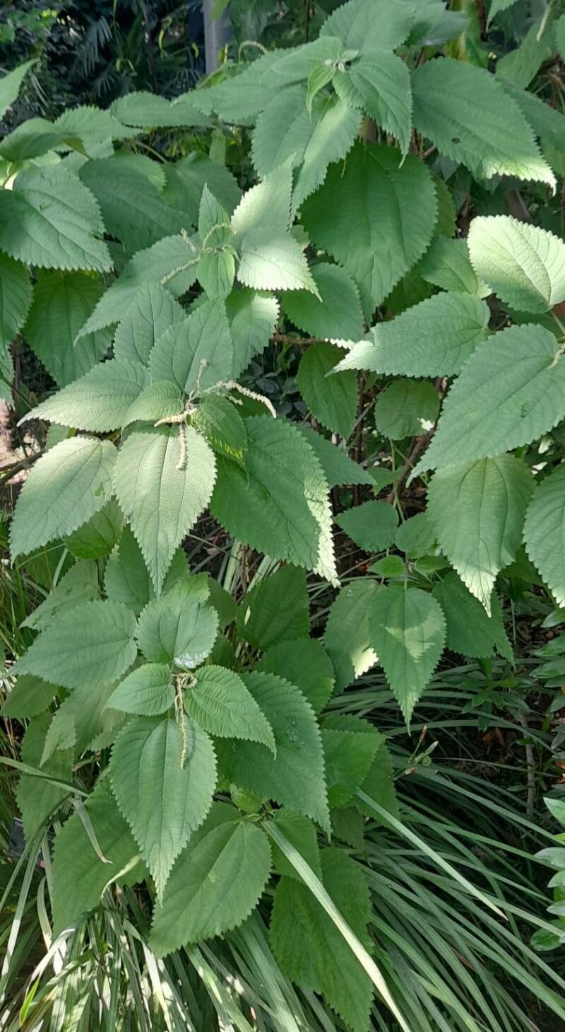 Boehmeria grandis habit