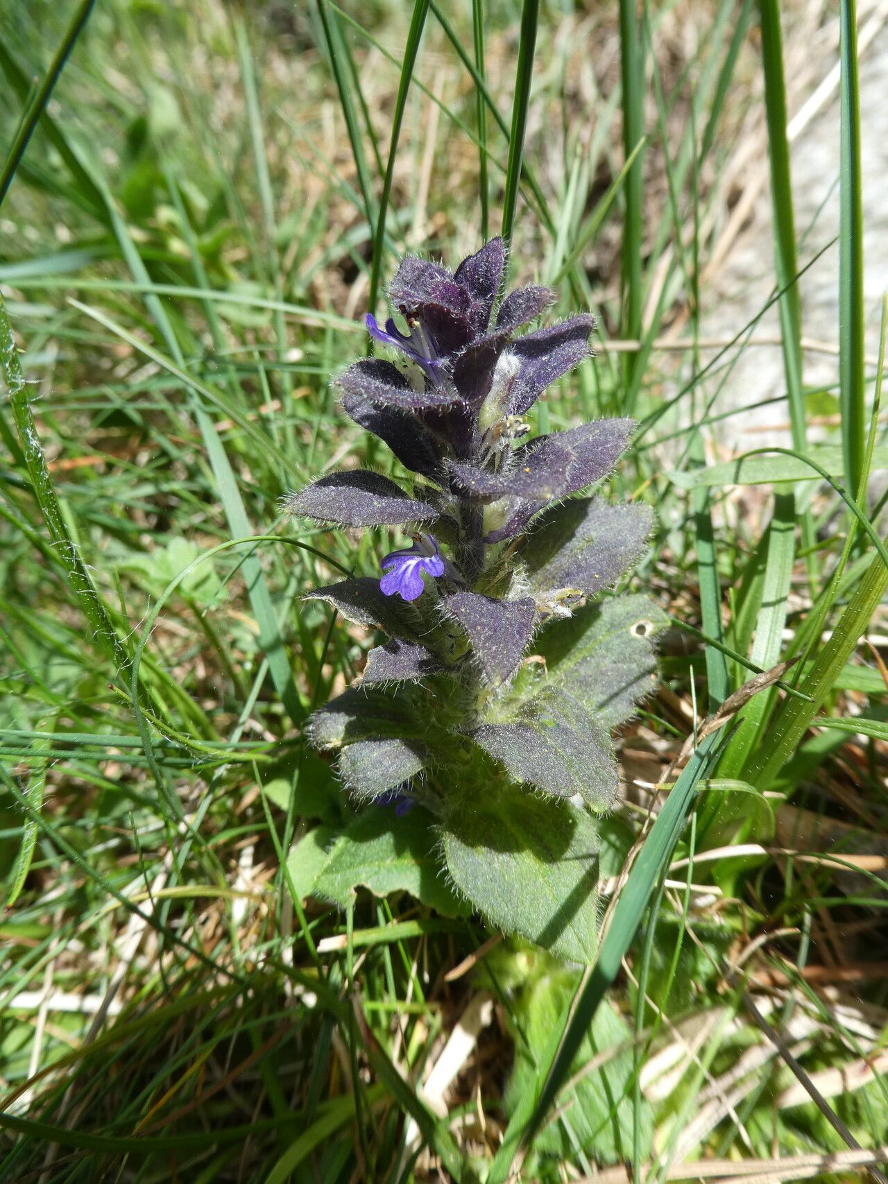 Ajuga pyramidalis bark