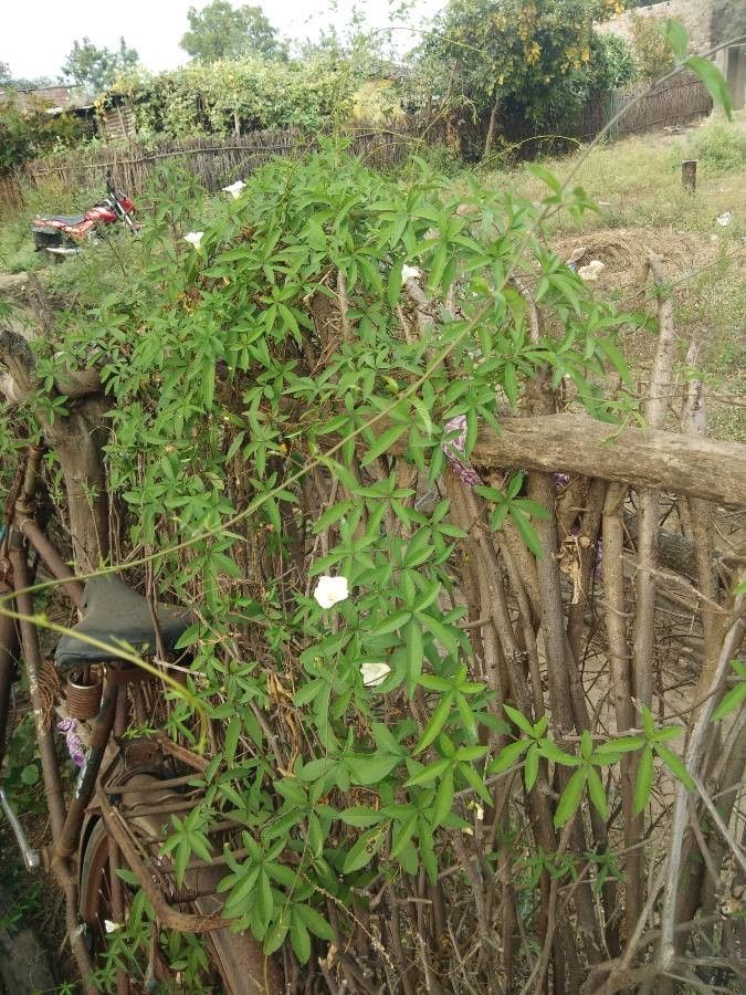 Merremia quinquefolia habit