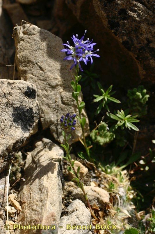 Jasione foliosa habit