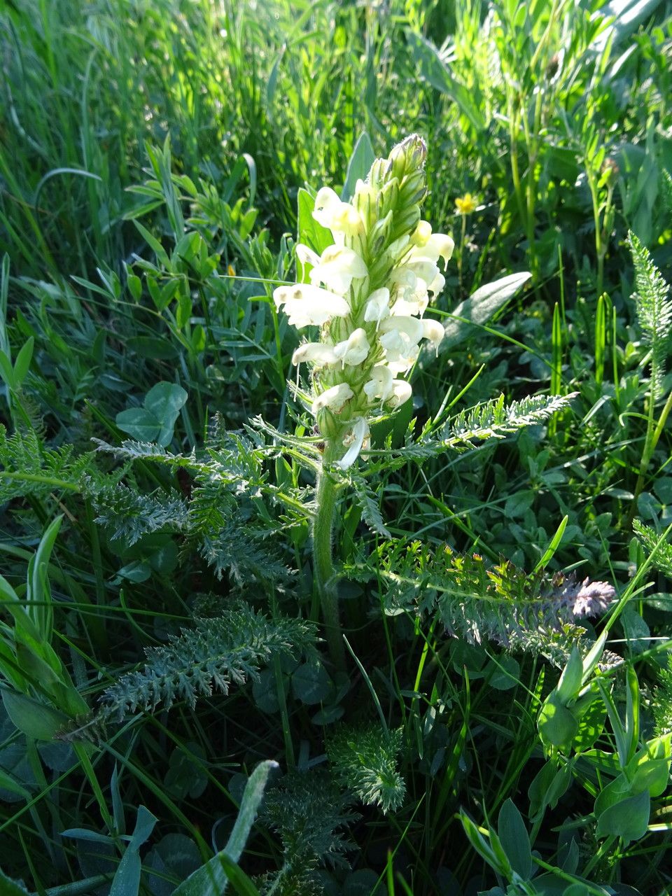 Pedicularis comosa bark