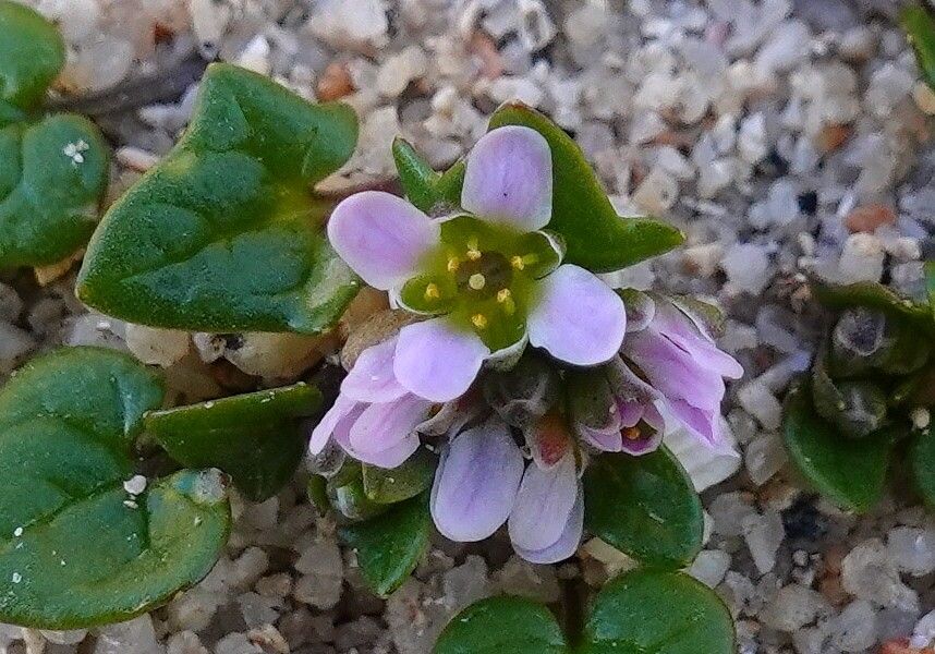 Cochlearia danica flower
