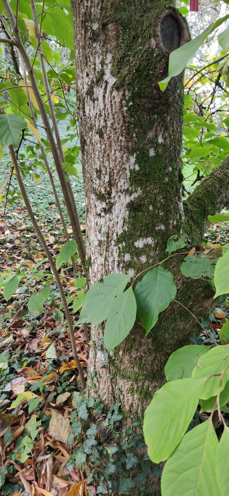 Pterostyrax corymbosus bark