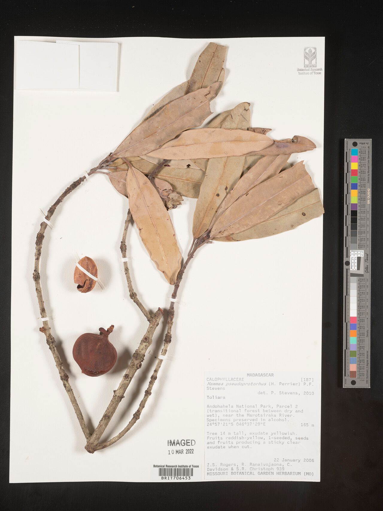 Mammea pseudoprotorhus — search result for 'Mammea'