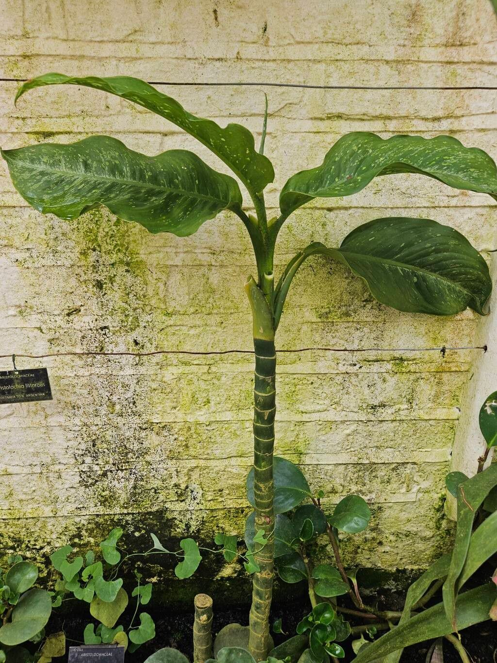 Dieffenbachia daguensis — houseplant care guide