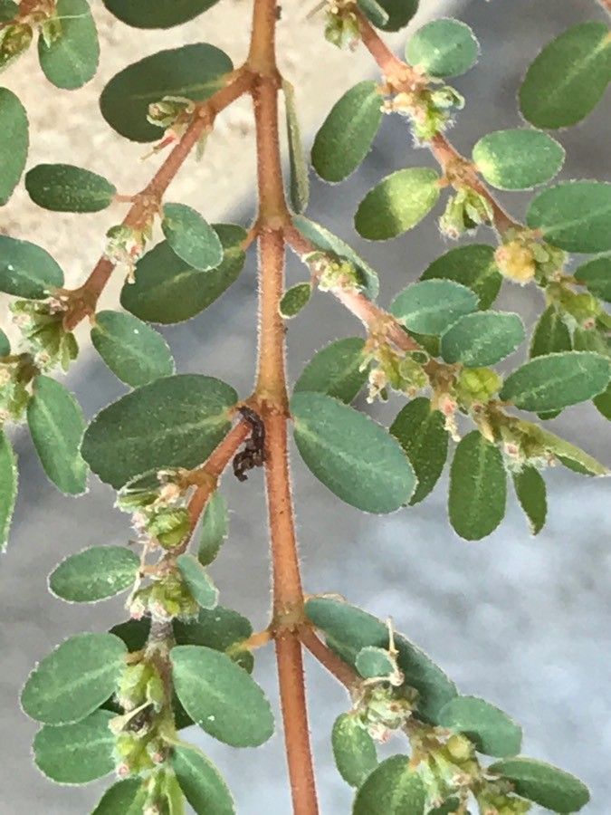 Euphorbia chamaesyce leaf