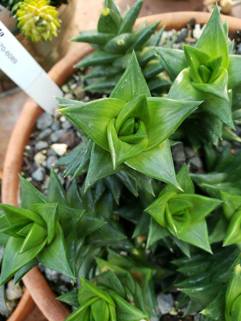 Astroloba congesta — related species from the same genus