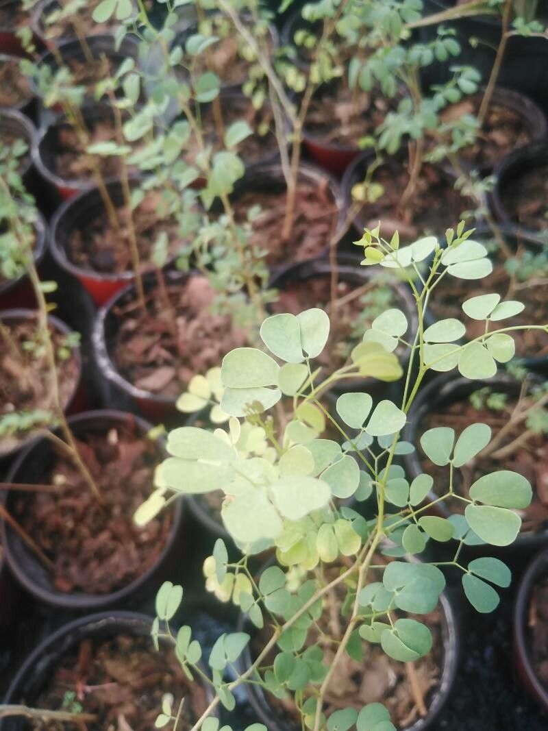 Senegalia gourmaensis leaf