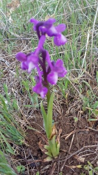 Anacamptis champagneuxii bark
